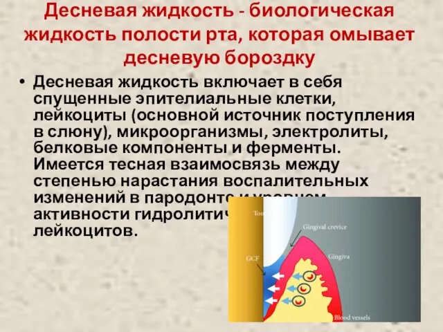 Десневая жидкость - биологическая жидкость полости рта, которая омывает десневую бороздку