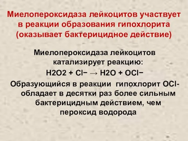 Миелопероксидаза лейкоцитов участвует в реакции образования гипохлорита (оказывает бактерицидное действие) Миелопероксидаза