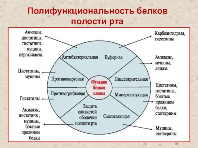 Полифункциональность белков полости рта