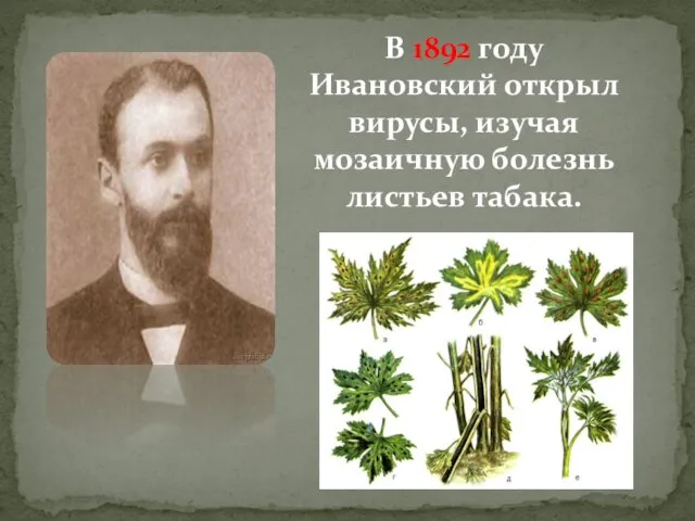 В 1892 году Ивановский открыл вирусы, изучая мозаичную болезнь листьев табака.