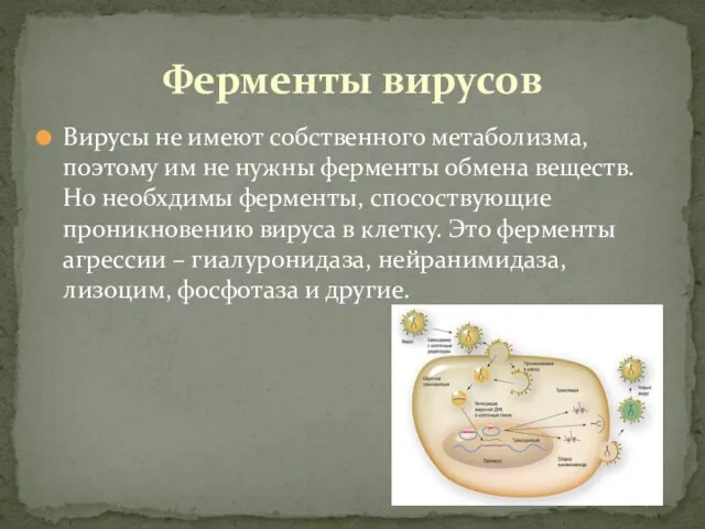 Вирусы не имеют собственного метаболизма, поэтому им не нужны ферменты обмена