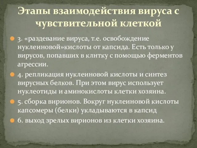 3. «раздевание вируса, т.е. освобождение нуклеиновой»кислоты от капсида. Есть только у