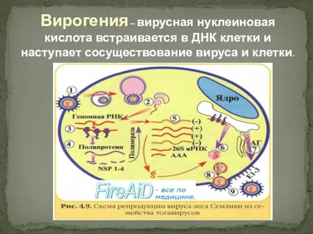 Вирогения – вирусная нуклеиновая кислота встраивается в ДНК клетки и наступает сосуществование вируса и клетки.