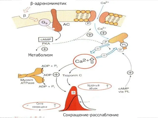 β-адреномиметик Метаболизм Сила сокращения Ударный объем Сокращение-расслабление