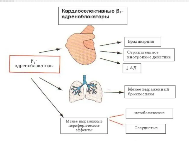 β1-адреноблокаторы