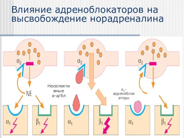 Влияние адреноблокаторов на высвобождение норадреналина Неселективные α-а/бл α1-адреноблокаторы