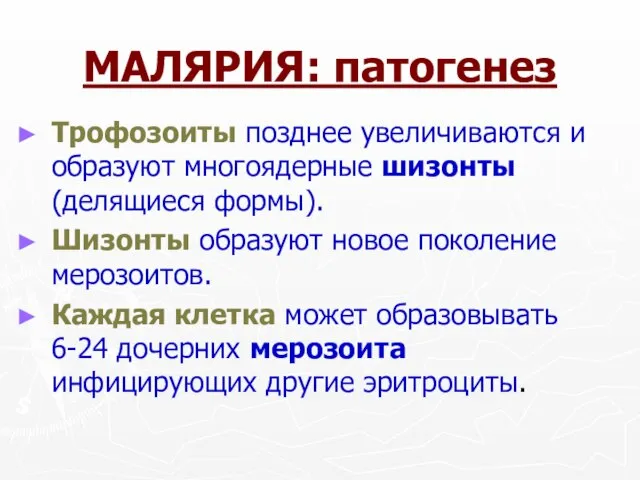 МАЛЯРИЯ: патогенез Трофозоиты позднее увеличиваются и образуют многоядерные шизонты (делящиеся формы).