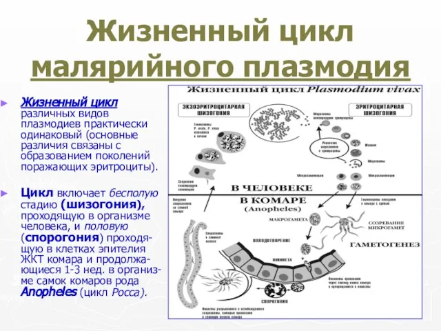 Жизненный цикл малярийного плазмодия Жизненный цикл различных видов плазмодиев практически одинаковый