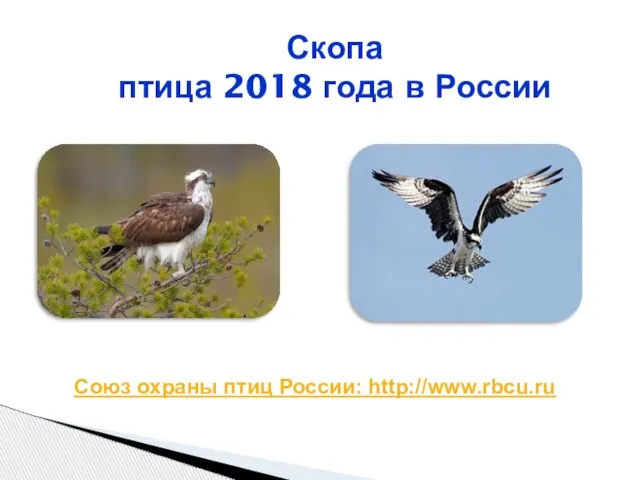 Скопа птица 2018 года в России Союз охраны птиц России: http://www.rbcu.ru