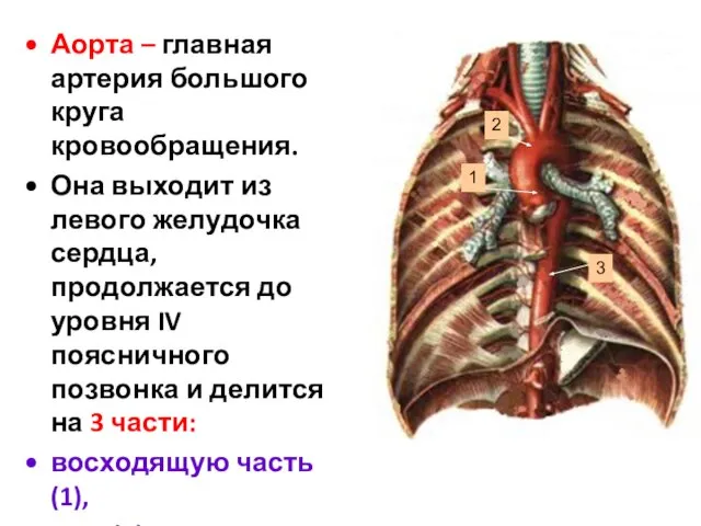 1 2 3 Аорта – главная артерия большого круга кровообращения. Она