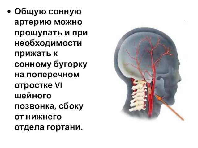 Общую сонную артерию можно прощупать и при необходимости прижать к сонному