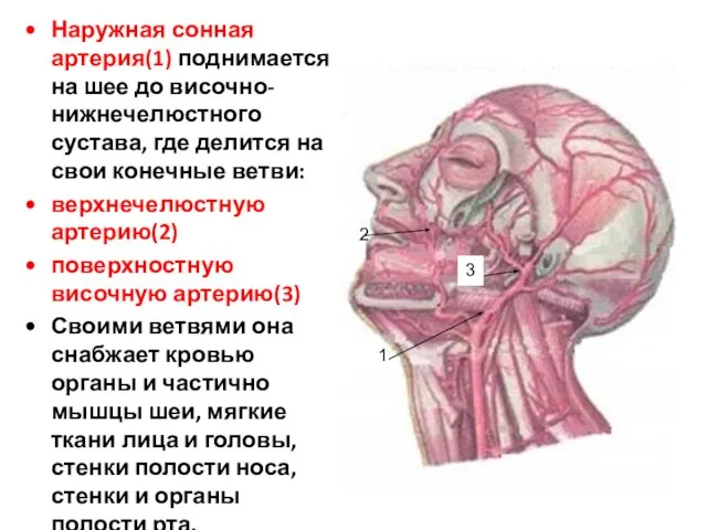 Наружная сонная артерия(1) поднимается на шее до височно-нижнечелюстного сустава, где делится