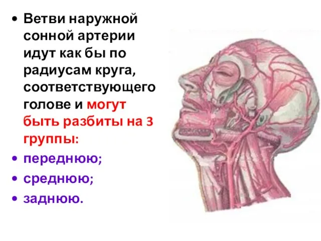 Ветви наружной сонной артерии идут как бы по радиусам круга, соответствующего