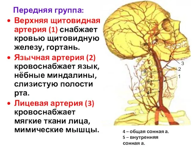 Передняя группа: Верхняя щитовидная артерия (1) снабжает кровью щитовидную железу, гортань.