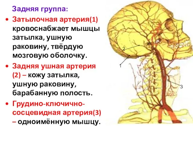 Задняя группа: Затылочная артерия(1) кровоснабжает мышцы затылка, ушную раковину, твёрдую мозговую