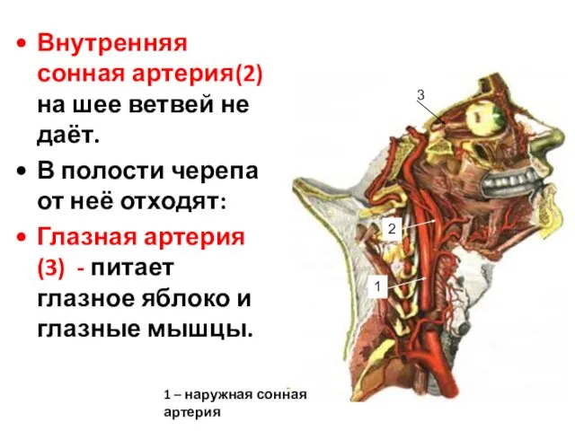 1 2 3 1 – наружная сонная артерия Внутренняя сонная артерия(2)