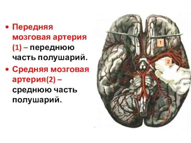 Передняя мозговая артерия(1) – переднюю часть полушарий. Средняя мозговая артерия(2) – среднюю часть полушарий. 1 2