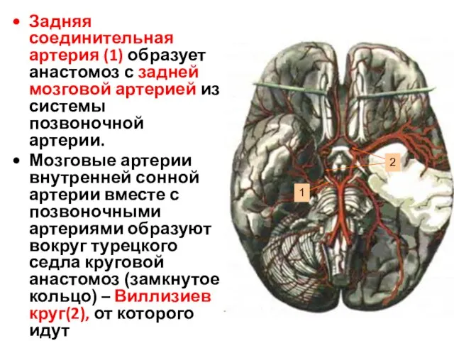 Задняя соединительная артерия (1) образует анастомоз с задней мозговой артерией из