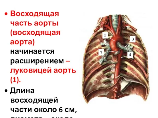 Восходящая часть аорты (восходящая аорта) начинается расширением – луковицей аорты (1).