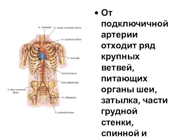 От подключичной артерии отходит ряд крупных ветвей, питающих органы шеи, затылка,