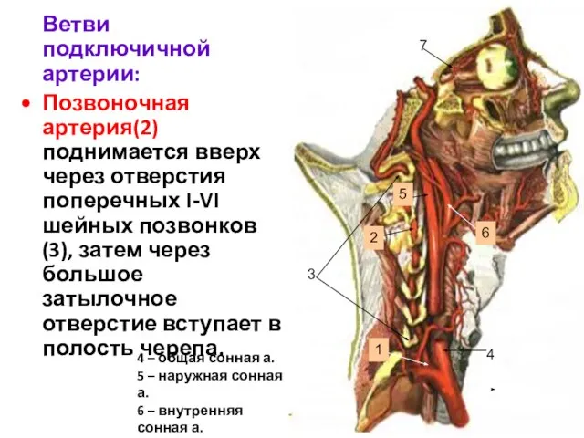 Ветви подключичной артерии: Позвоночная артерия(2) поднимается вверх через отверстия поперечных I-VI