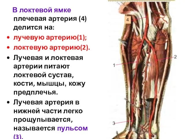 В локтевой ямке плечевая артерия (4) делится на: лучевую артерию(1); локтевую