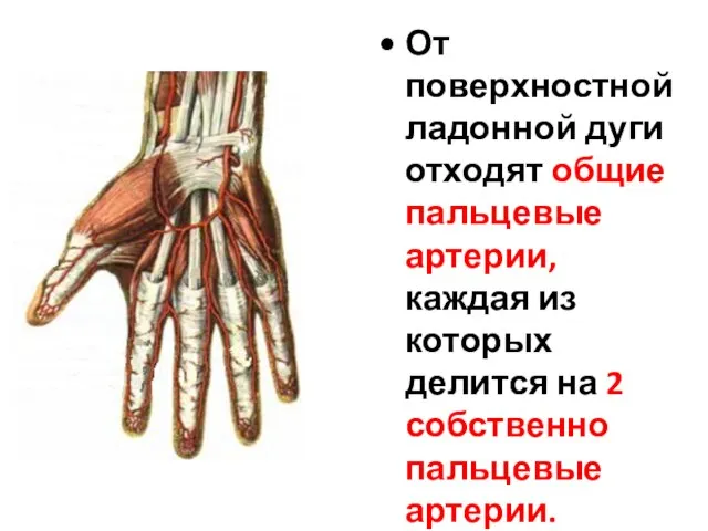 От поверхностной ладонной дуги отходят общие пальцевые артерии, каждая из которых