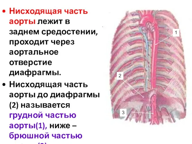 Нисходящая часть аорты лежит в заднем средостении, проходит через аортальное отверстие