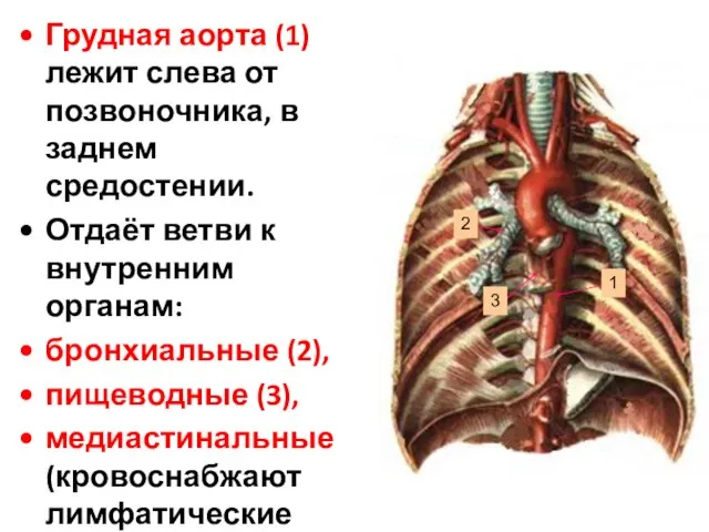 Грудная аорта (1) лежит слева от позвоночника, в заднем средостении. Отдаёт