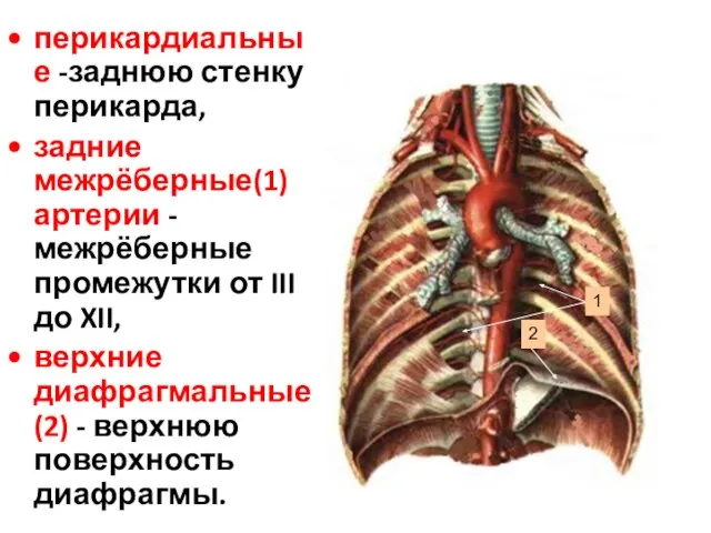 перикардиальные -заднюю стенку перикарда, задние межрёберные(1) артерии -межрёберные промежутки от III