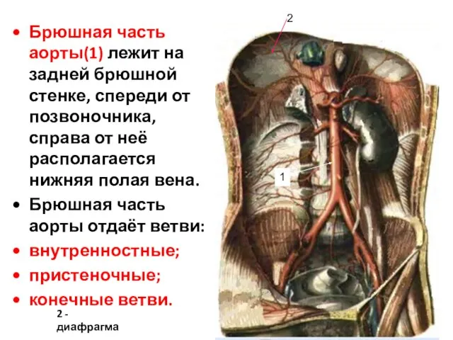 Брюшная часть аорты(1) лежит на задней брюшной стенке, спереди от позвоночника,