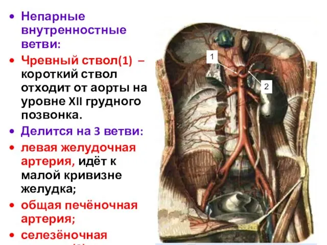 Непарные внутренностные ветви: Чревный ствол(1) – короткий ствол отходит от аорты