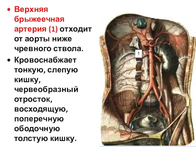 Верхняя брыжеечная артерия (1) отходит от аорты ниже чревного ствола. Кровоснабжает