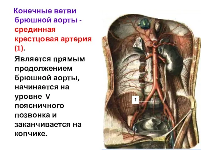 Конечные ветви брюшной аорты -срединная крестцовая артерия (1). Является прямым продолжением