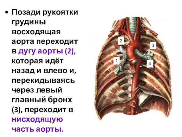 Позади рукоятки грудины восходящая аорта переходит в дугу аорты (2), которая