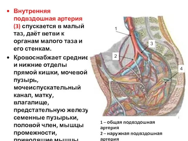 Внутренняя подвздошная артерия (3) спускается в малый таз, даёт ветви к