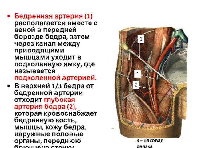 Бедренная артерия (1) располагается вместе с веной в передней борозде бедра,