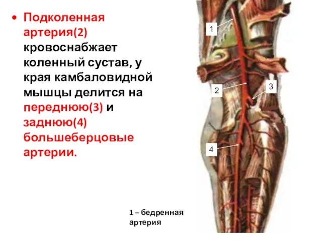 Подколенная артерия(2) кровоснабжает коленный сустав, у края камбаловидной мышцы делится на