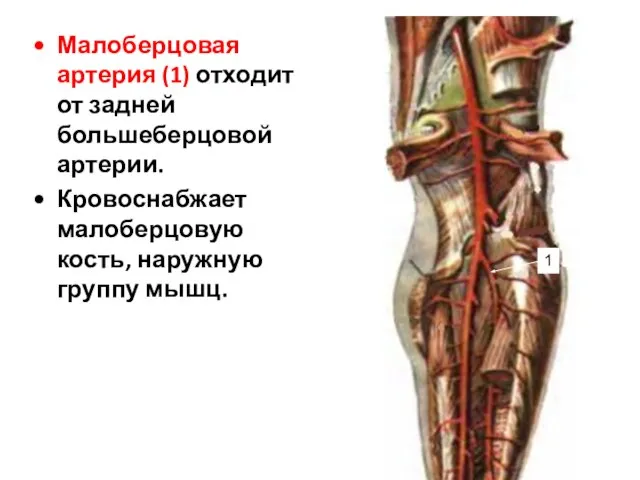 Малоберцовая артерия (1) отходит от задней большеберцовой артерии. Кровоснабжает малоберцовую кость, наружную группу мышц. 1