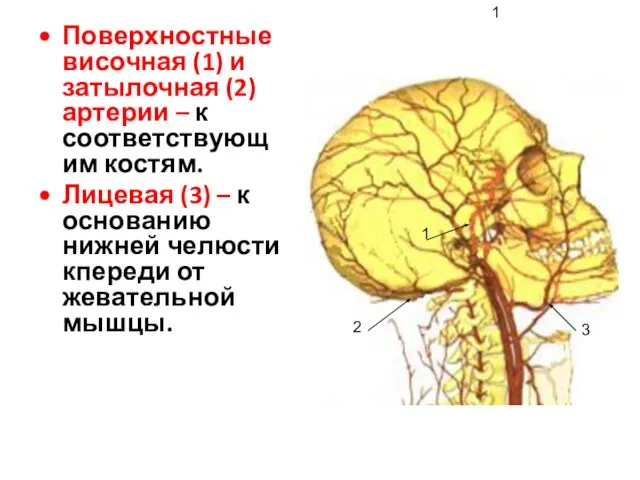 Поверхностные височная (1) и затылочная (2) артерии – к соответствующим костям.