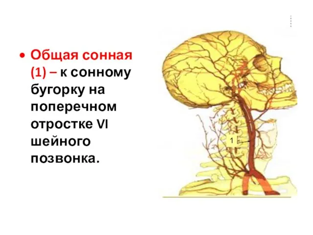 Общая сонная (1) – к сонному бугорку на поперечном отростке VI шейного позвонка. 1