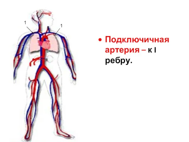 Подключичная артерия – к I ребру. 1 1