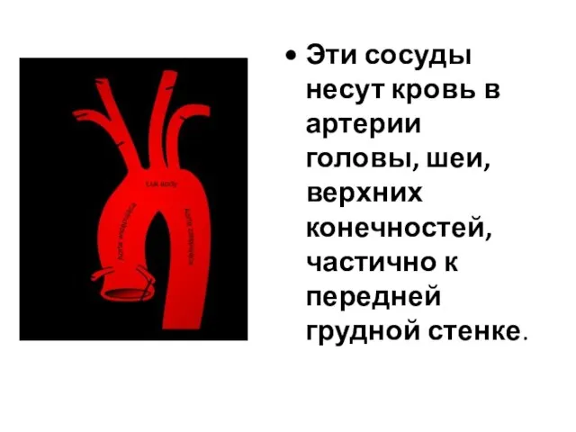 Эти сосуды несут кровь в артерии головы, шеи, верхних конечностей, частично к передней грудной стенке.