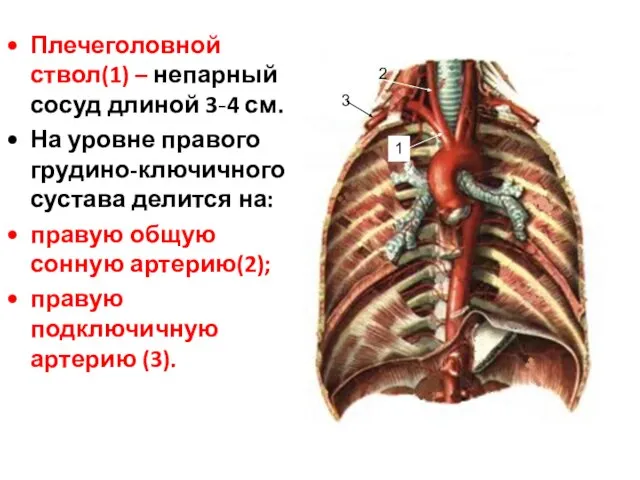 1 2 3 Плечеголовной ствол(1) – непарный сосуд длиной 3-4 см.