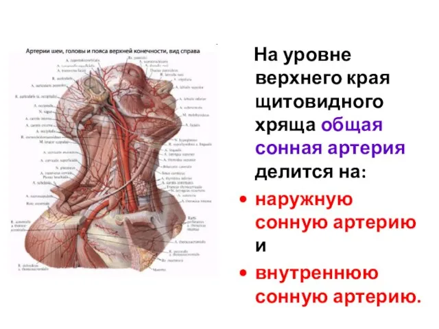 На уровне верхнего края щитовидного хряща общая сонная артерия делится на: