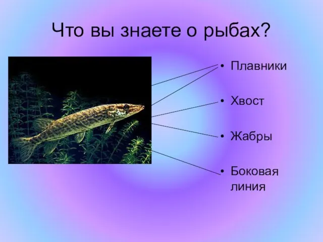 Что вы знаете о рыбах? Плавники Хвост Жабры Боковая линия