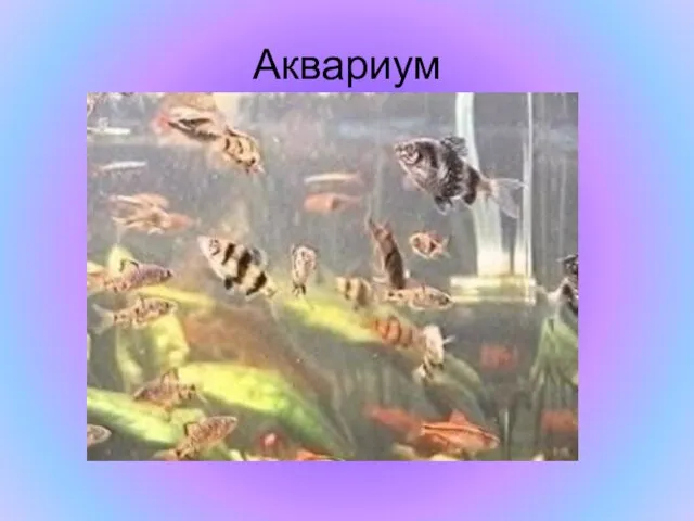 Аквариум