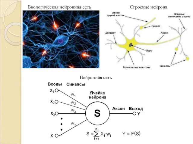 Биологическая нейронная сеть Строение нейрона Нейронная сеть