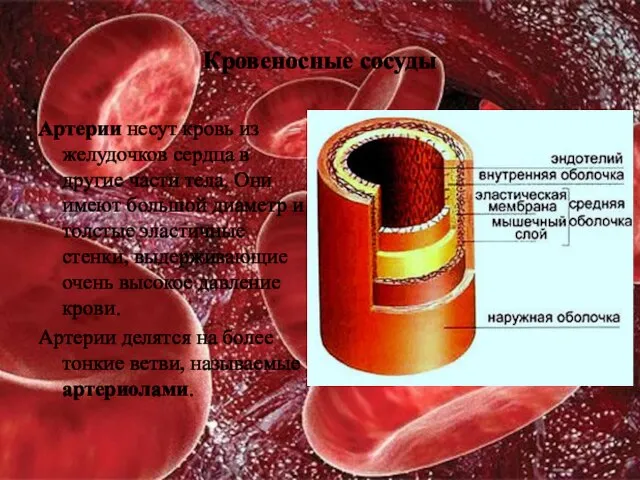 Кровеносные сосуды Артерии несут кровь из желудочков сердца в другие части