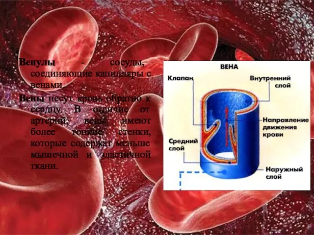 Венулы - сосуды, соединяющие капилляры с венами. Вены несут кровь обратно